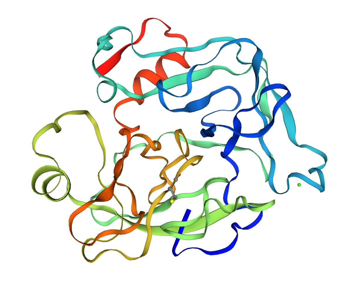 Colorful ribbon diagram of a protein-cutting enzyme's folded structure on a white background